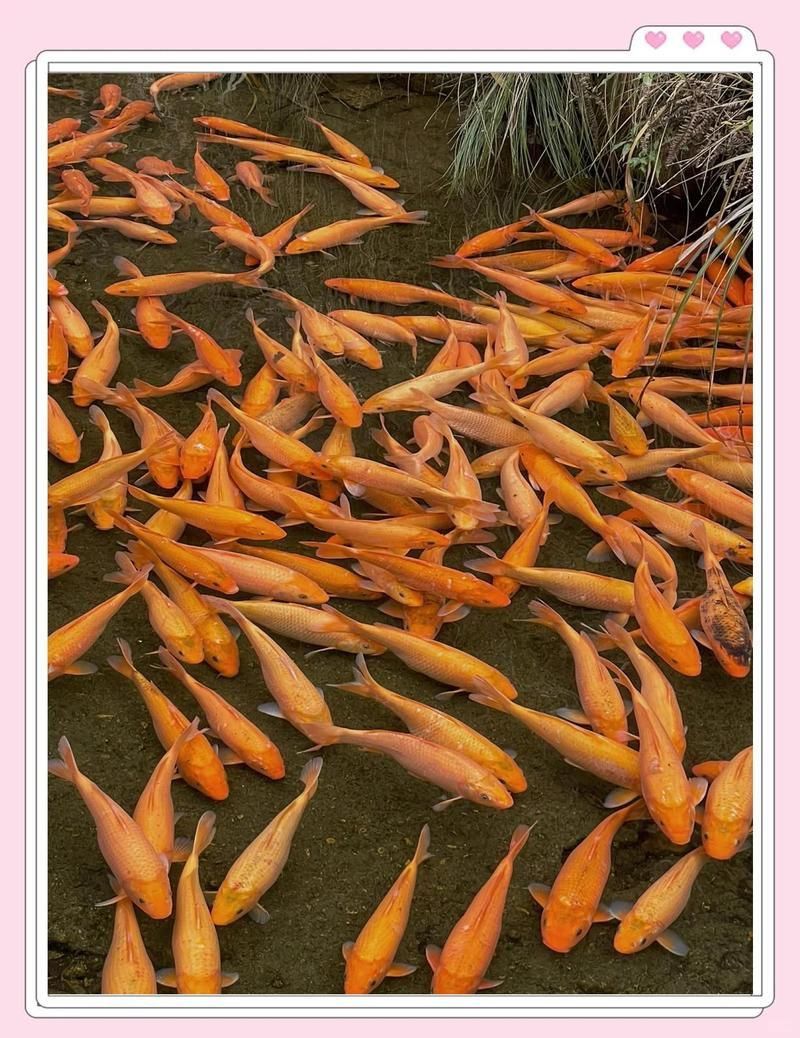 中國本土龍魚最出名的三個地方 中國本土龍魚最出名的三個地方 龍魚百科 第2張