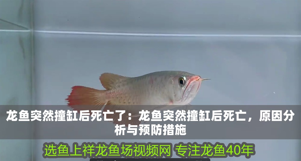 龍魚突然撞缸后死亡了：龍魚突然撞缸后死亡，原因分析與預防措施