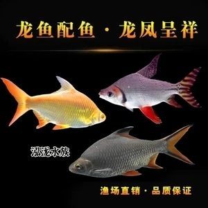 龍魚高端配魚有哪些：龍魚的配魚風(fēng)水寓意解析