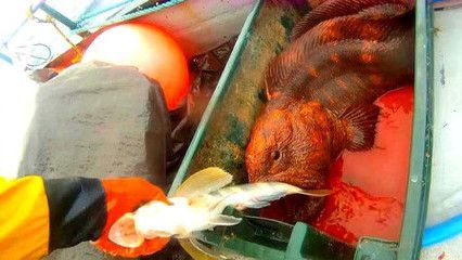 龍魚吃熟食（龍魚可以吃熟肉嗎，）