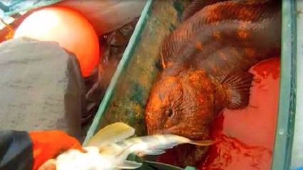 龍魚吃熟食（龍魚可以吃熟肉嗎，）