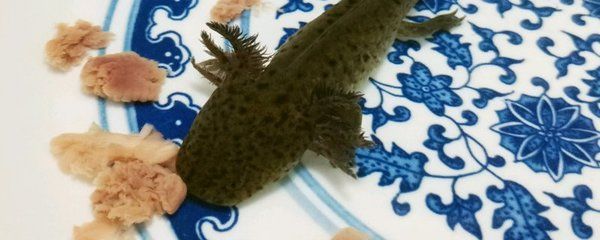 龍魚吃熟食（龍魚可以吃熟肉嗎，）