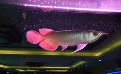 泗水限量龍魚：關于泗水限量龍魚的一些詳細信息 泗水限量龍魚：關于泗水限量龍魚的一些詳細信息 龍魚百科 第2張
