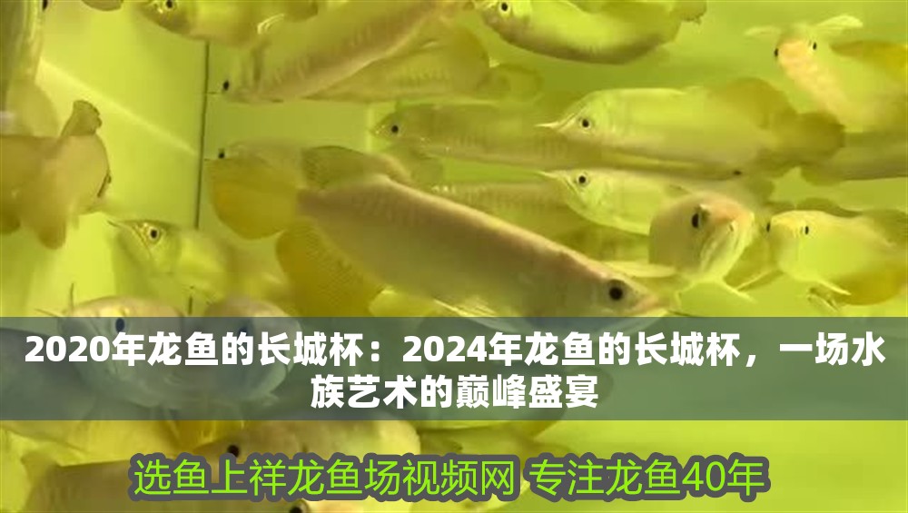 2020年龍魚的長城杯：2024年龍魚的長城杯，一場(chǎng)水族藝術(shù)的巔峰盛宴