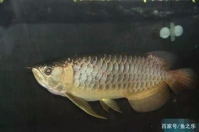 龍魚掉眼的恢復(fù)方法包括以下幾個(gè)方面：龍魚掉眼的方法：龍魚掉眼怎么辦