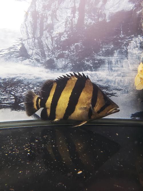 虎魚能和金龍魚一起養嗎圖片大全