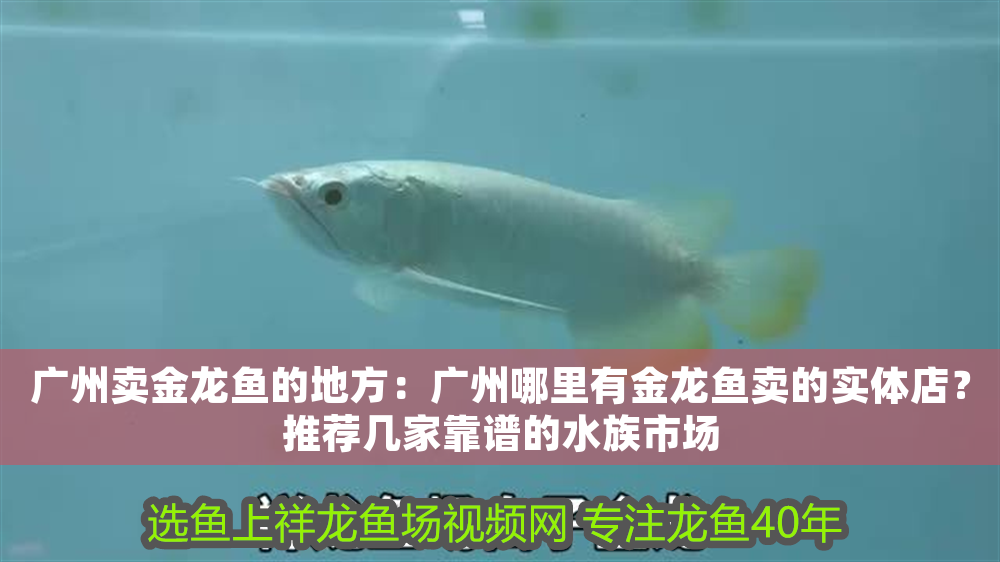 廣州賣金龍魚的地方：廣州哪里有金龍魚賣的實體店？推薦幾家靠譜的水族市場