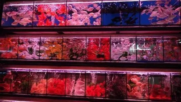 龍魚的溫度一般要開幾度：龍魚常用藥物及其藥效分析