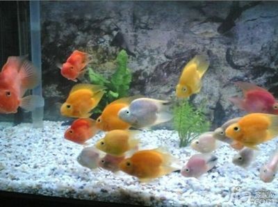 鸚鵡魚銀龍魚配什么魚：鸚鵡魚和銀龍魚混養水溫的控制 鸚鵡魚銀龍魚配什么魚：鸚鵡魚和銀龍魚混養水溫的控制 龍魚百科