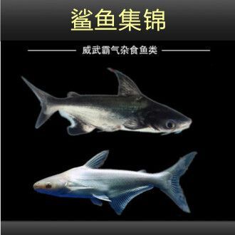 虎頭鯊和龍魚(yú)是否會(huì)發(fā)生打架行為，虎頭鯊和龍魚(yú)可以混養(yǎng)嗎：虎頭鯊和龍魚(yú)可以混養(yǎng)嗎虎頭鯊和龍魚(yú)可以混養(yǎng)嗎