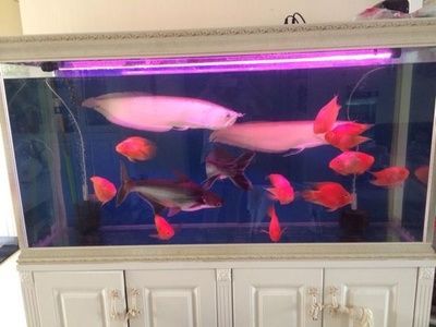 虎頭鯊和龍魚(yú)是否會(huì)發(fā)生打架行為，虎頭鯊和龍魚(yú)可以混養(yǎng)嗎：虎頭鯊和龍魚(yú)可以混養(yǎng)嗎虎頭鯊和龍魚(yú)可以混養(yǎng)嗎