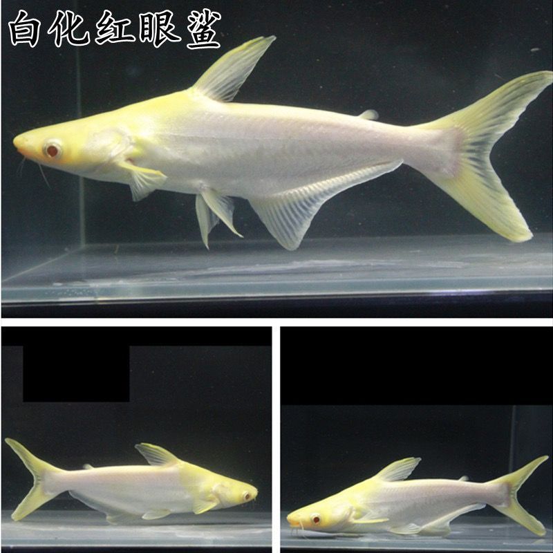 虎頭鯊和龍魚(yú)是否會(huì)發(fā)生打架行為，虎頭鯊和龍魚(yú)可以混養(yǎng)嗎：虎頭鯊和龍魚(yú)可以混養(yǎng)嗎虎頭鯊和龍魚(yú)可以混養(yǎng)嗎