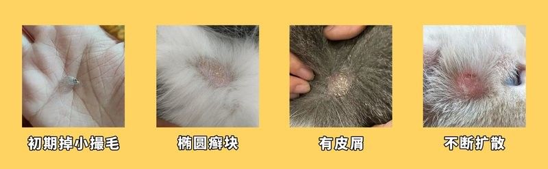 龍貓真菌感染會復發嗎？ 龍貓真菌感染會復發嗎？ 龍魚百科 第2張