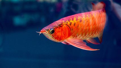 紅色金龍魚的寓意和象征是什么意思：紅色金龍魚在風水文化和傳統觀念中有著深厚的寓意和象征意義