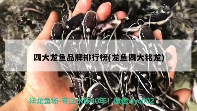 龍魚品牌怎么做的：龍魚品牌以其獨特的市場定位和營銷策略共同推動龍魚品牌發展
