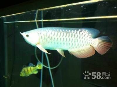 25公分的金龍魚(yú)是幾個(gè)月（金龍魚(yú)從25公分到35公分到35公分需要多長(zhǎng)時(shí)間）