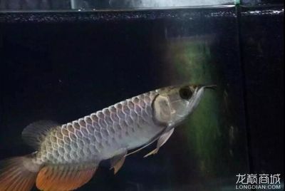 25公分的金龍魚(yú)是幾個(gè)月（金龍魚(yú)從25公分到35公分到35公分需要多長(zhǎng)時(shí)間）
