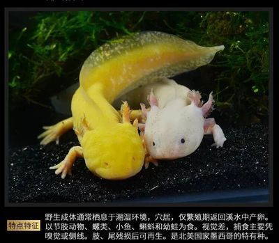 六角恐龍魚可以喂龜糧嗎：六角恐龍魚可以吃龜糧嗎