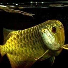 一條龍魚需要打氧嗎：一條龍魚需要打氧嗎，需要打氧嗎