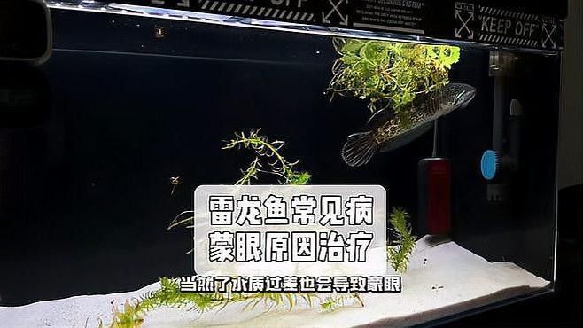雷龍魚浮在水面上是怎么了