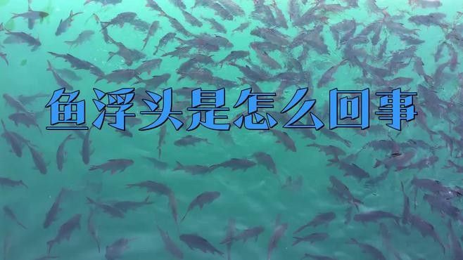 雷龍魚浮在水面上是怎么了