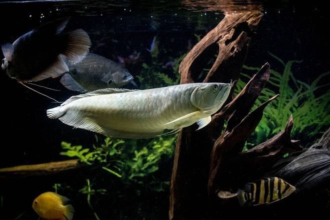 銀龍魚最佳配魚時間 銀龍魚最佳配魚時間 龍魚百科 第4張