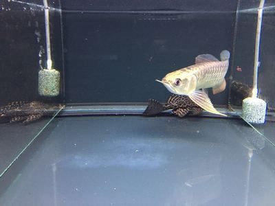 金龍魚過背是什么意思（金龍魚過背與非過背的區別）