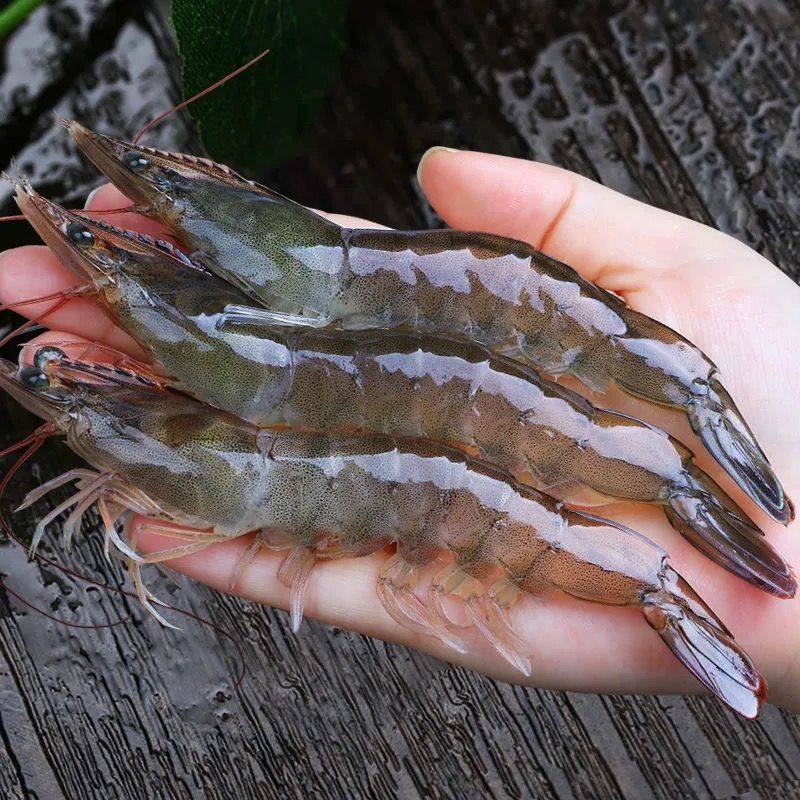 龍魚喂白蝦還是青蝦（如何選擇龍魚飼養的蝦類）