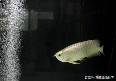 龍魚如何飼養和喂養：飼養龍魚的注意事項