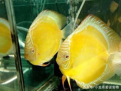 七彩燕魚能和龍魚混養嗎：七彩燕魚能與龍魚混養嗎七彩燕魚能與龍魚混養嗎