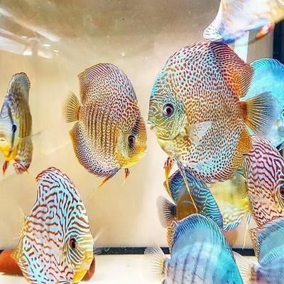 七彩燕魚能和龍魚混養嗎：七彩燕魚能與龍魚混養嗎七彩燕魚能與龍魚混養嗎