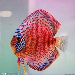 七彩燕魚能和龍魚混養嗎：七彩燕魚能與龍魚混養嗎七彩燕魚能與龍魚混養嗎