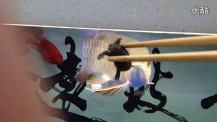 喂龍魚用什么工具比較好吃：喂食龍魚時，選擇合適的喂食工具可以提高喂食效率和安全性