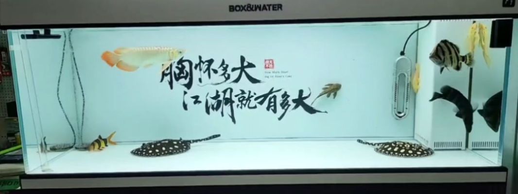 金龍魚(yú)不過(guò)背會(huì)死嗎（金龍魚(yú)不過(guò)背會(huì)導(dǎo)致其死亡嗎？）