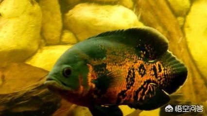 龍魚配虎魚好還是飛鳳：在決定龍魚的配魚時，選擇虎魚還是飛鳳都有其各自的優缺點 龍魚配虎魚好還是飛鳳：在決定龍魚的配魚時，選擇虎魚還是飛鳳都有其各自的優缺點 龍魚百科 第2張