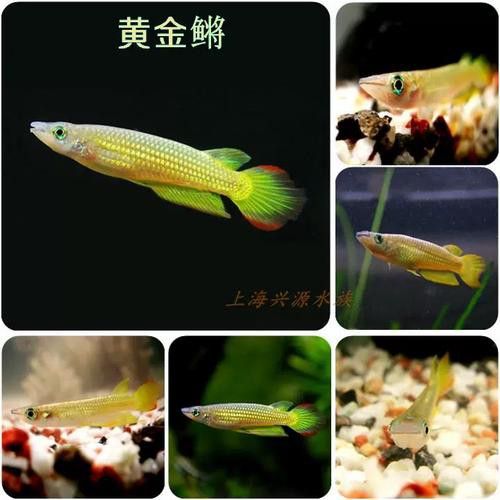 印度金龍魚價格圖片最新大全