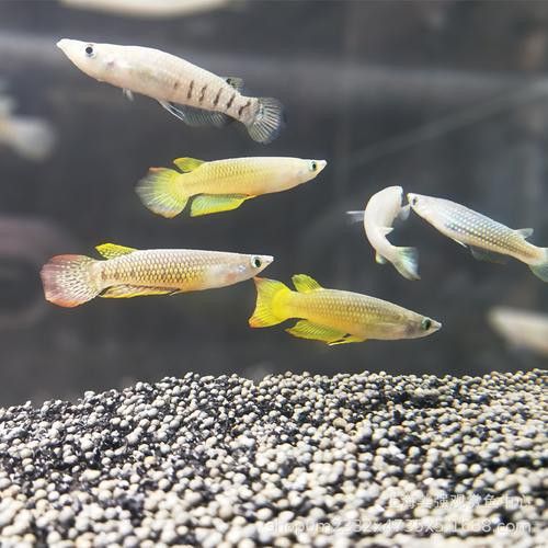 印度金龍魚價格圖片最新大全