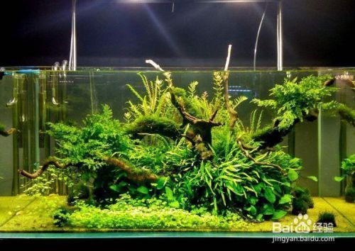 魚缸多長時間換次水比較好呢（如何判斷魚缸水質是否健康） 魚缸多長時間換次水比較好呢（如何判斷魚缸水質是否健康） 龍魚百科 第6張