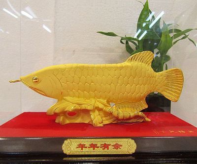 金龍魚24k是什么意思【金龍魚24k代表什么】 金龍魚24k是什么意思【金龍魚24k代表什么】 龍魚百科 第5張
