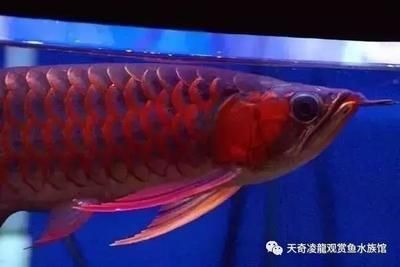 中國最貴紅龍魚7000萬在什么地方買的：中國最大的龍魚市場
