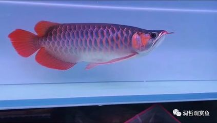 中國(guó)最貴紅龍魚7000萬(wàn)在什么地方買的：中國(guó)最大的龍魚市場(chǎng)