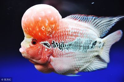 龍魚用什么麻藥好使一點：如何選擇龍魚麻醉藥物 龍魚用什么麻藥好使一點：如何選擇龍魚麻醉藥物 龍魚百科 第2張