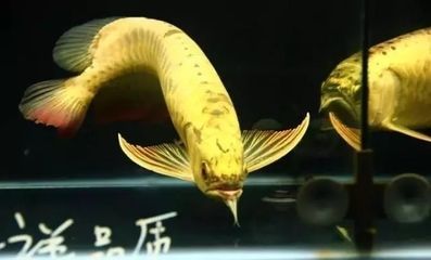 關于龍魚的紀錄片叫什么來著：關于龍魚的紀錄片