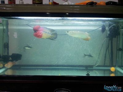 龍魚和羅漢魚混養：如何判斷龍魚和羅漢魚是否和諧共處
