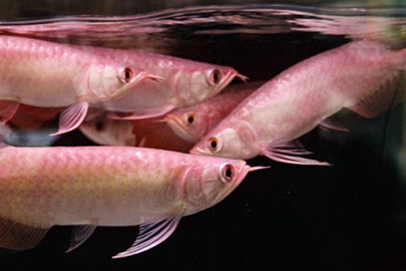 龍魚翻鰓后果：龍魚拒食怎么辦