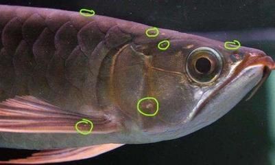 銀龍魚幼年期營養需求：銀龍魚在幼年期的營養需求主要集中在高蛋白的飲食上