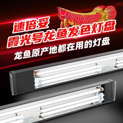 超血紅龍魚需要多大的燈管？