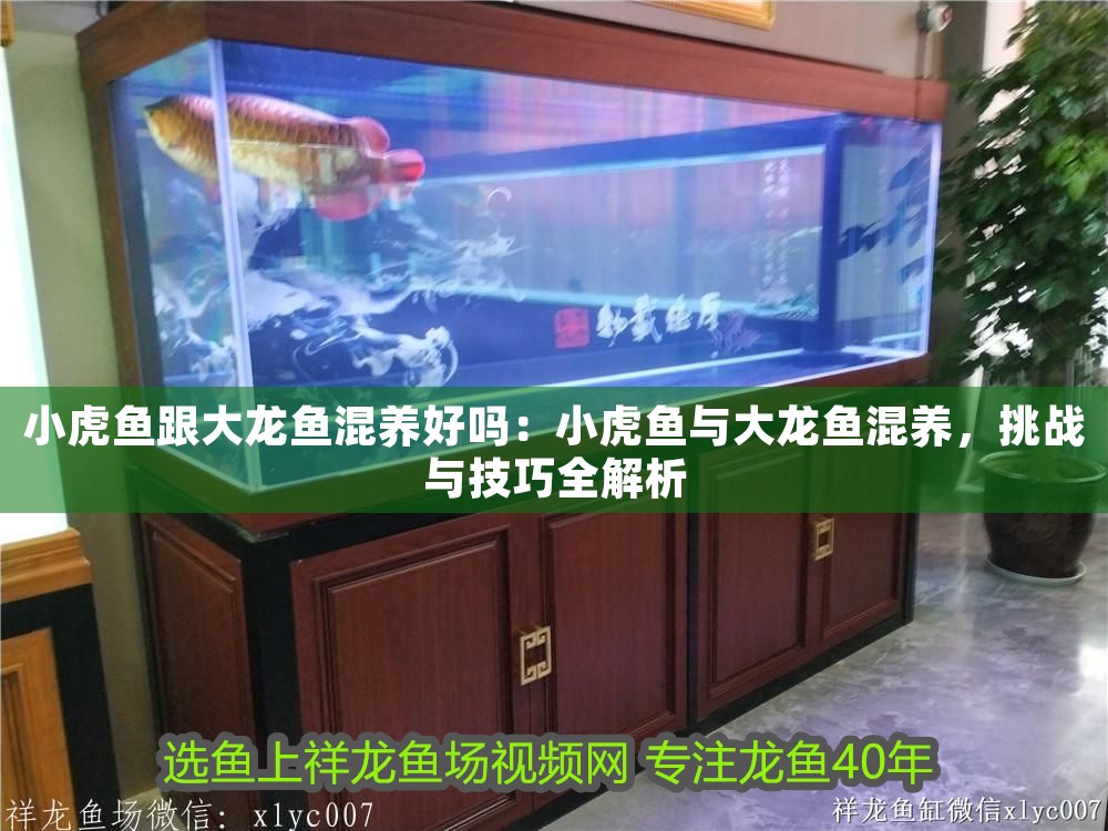 小虎魚跟大龍魚混養(yǎng)好嗎：小虎魚與大龍魚混養(yǎng)，挑戰(zhàn)與技巧全解析
