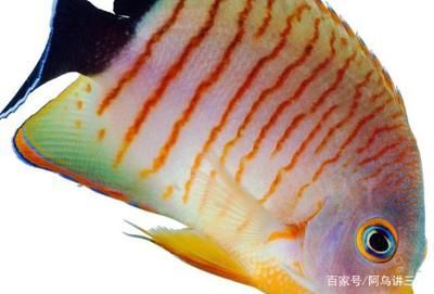 家里養(yǎng)金龍魚(yú)好還是銀龍魚(yú)好七星刀(金龍魚(yú)和銀龍魚(yú)哪個(gè)好養(yǎng)) 龍魚(yú)百科 第2張 家里養(yǎng)金龍魚(yú)好還是銀龍魚(yú)好七星刀(金龍魚(yú)和銀龍魚(yú)哪個(gè)好養(yǎng)) 家里養(yǎng)金龍魚(yú)好還是銀龍魚(yú)好七星刀(金龍魚(yú)和銀龍魚(yú)哪個(gè)好養(yǎng)) 龍魚(yú)百科 第2張