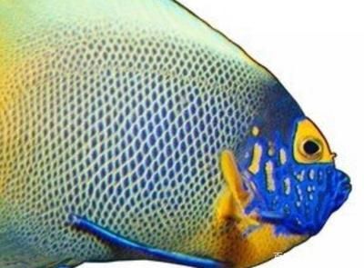 家里養(yǎng)金龍魚(yú)好還是銀龍魚(yú)好七星刀（金龍魚(yú)和銀龍魚(yú)哪個(gè)好養(yǎng)） 家里養(yǎng)金龍魚(yú)好還是銀龍魚(yú)好七星刀（金龍魚(yú)和銀龍魚(yú)哪個(gè)好養(yǎng)） 龍魚(yú)百科 第3張